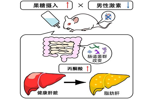 大阪公立大学：男性激素减少与果糖摄入会协同促进脂肪肝，原因为丙酮酸升高