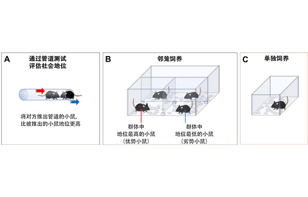 一起睡？还是一个人睡？——“社会性”改变睡眠质量
