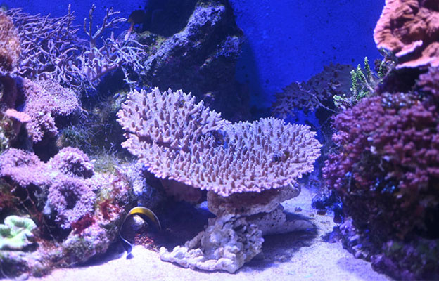 立教大学等调查发现桌形珊瑚的生存北限北移30公里，到达横须贺市