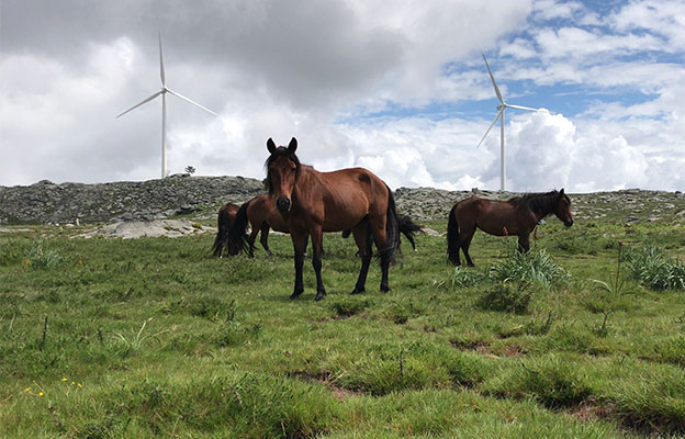 日本综合研究大学院大学与京都大学研究发现：野生马群互不混杂