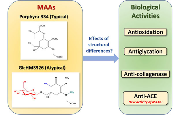 名城大学：海藻产生的MAA具有抑制血压升高的作用