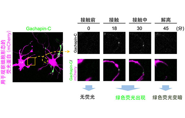 大阪大学等新开发出荧光传感器Gachapin，实时可视化细胞的瞬时接触及“自接触”