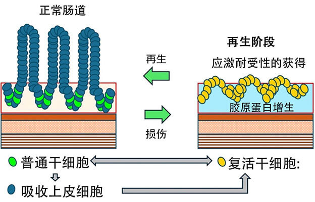 东京科学大学发现支撑肠道再生的复活干细胞新机制