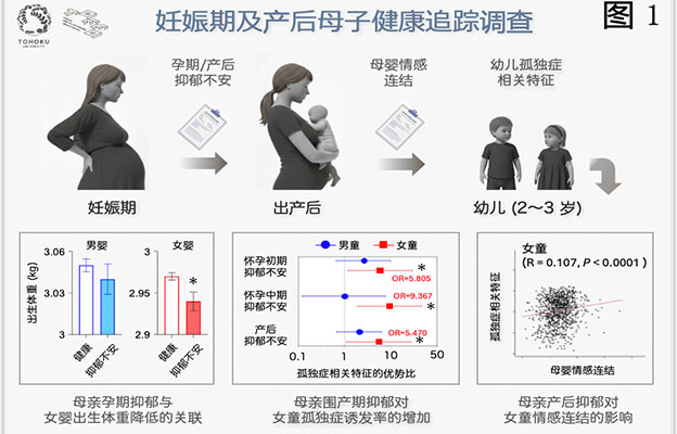 东北大学：母亲围产期抑郁对子女行为特征的影响存在性别差异，女童较为显著
