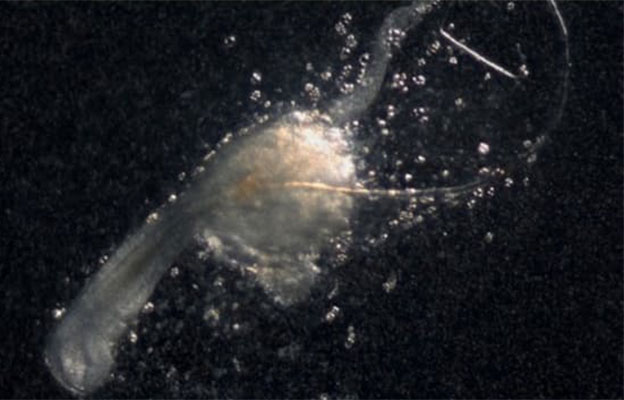 理研等发现生发的“第三种细胞”，助力脱发症新型疗法