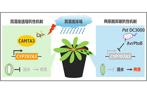 奈良先端科学技术大学院大学等发现植物也除湿，阐明高湿度环境下植物与病原菌的攻防机制