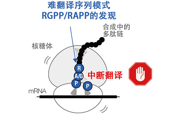 发现细菌共有合成困难氨基酸的“难翻译序列”模式，或为未知生理功能