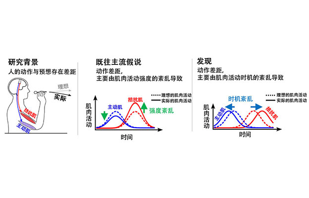 NTT全球首次阐明为何人的动作会做不到位的大脑机制