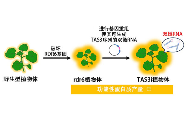 日本产综研开发出可大量生产功能性蛋白质的植物