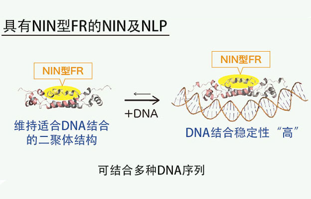 筑波大学阐明豆科植物与根瘤菌共生的进化机制，有望为减少氮肥实现可持续农业做出贡献