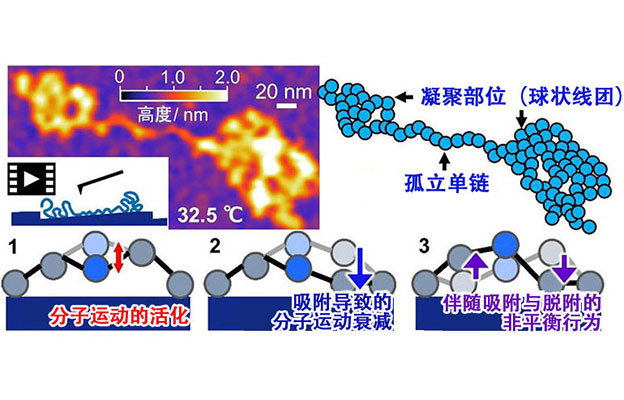 九州大学与东京科学大学发现界面非平衡行为决定胶粘剂性能，有望开发出“牢固粘接、轻松剥离”的新技术