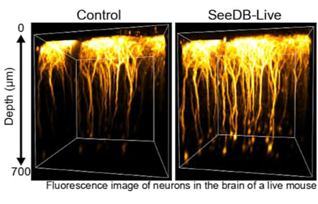 九州大学开发出可使活体组织透明化的试剂，防止光线折射和散射