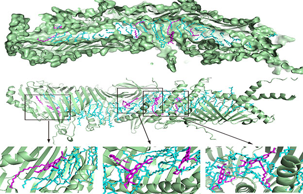 东京大学与北海道大学在活细胞中实现细胞器间脂质转运的可视化，明确经由Atg2蛋白介导的脂质转运过程