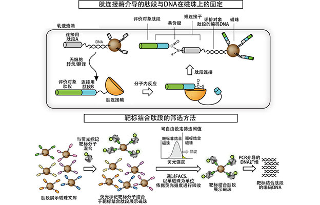 iCONM开发出无需细胞的药物靶点筛选技术，定量性、灵活性与开发速度均大幅提升