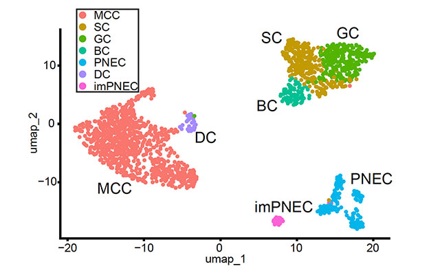 京都大学CiRA成功分化出多纤毛细胞分化的关键细胞“deuterosomal细胞”，采用人iPS细胞诱导