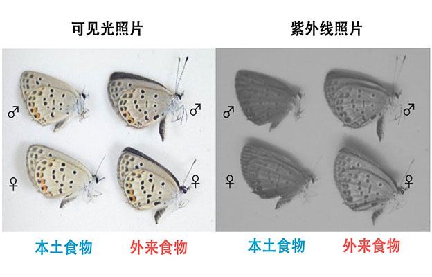 大阪公立大学与东京大学研究发现食用外来植物的蝴蝶会失去异性青睐，翅色变化对繁殖产生负面影响