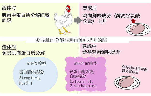 冈山大学等阐明肉类熟成过程中“鲜味形成的部分机制”