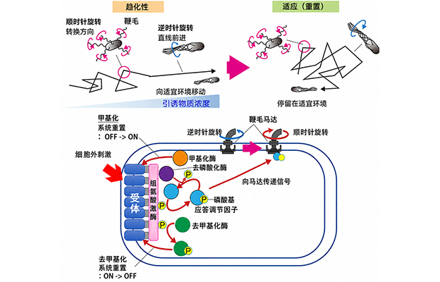 大阪大学成功实现单细胞同步观测大肠杆菌的趋化行为与信号传导