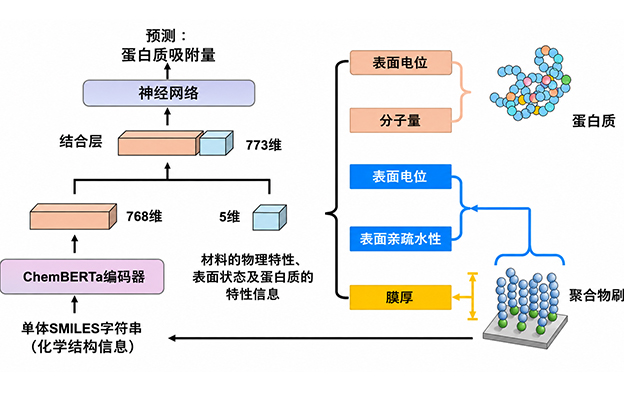 理研开发出预测聚合物表面蛋白质吸附量的新型AI，加速药物和生物材料的开发