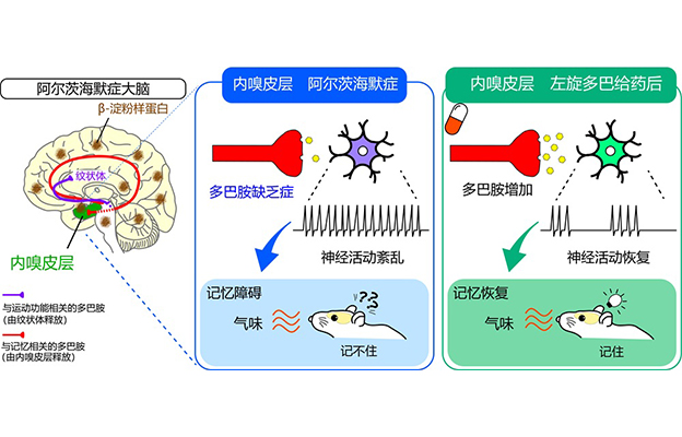 日本东北大学等发现：多巴胺不足引发阿尔茨海默病记忆障碍，有望利用多巴胺开发新疗法