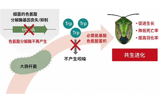 产综研：仅仅一个基因决定的共生演化进程，支持蝽象生存的共生大肠杆菌代谢基础