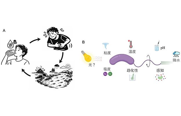 光照可加速霍乱弧菌的活动——琉球大学等全球首次阐明新型细菌能量调控途径