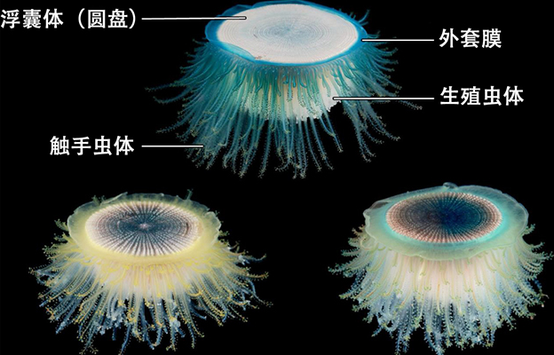 东京大学：银币水母可在海表面漂流数年，有望助力环境变化评估