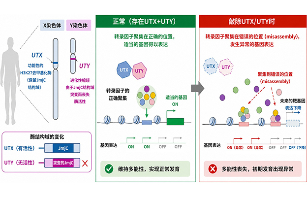 横滨市立大学：Y染色体不会消失？发现支撑人类繁衍的新功能