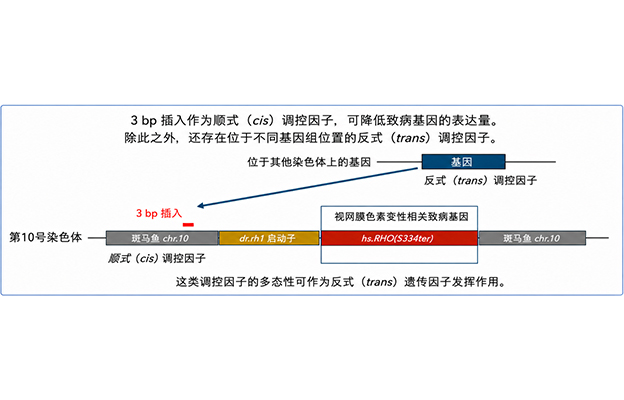 大阪大学等明确决定遗传病严重程度的遗传因子