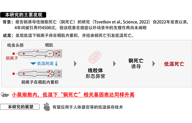 甲南大学发现铜离子蓄积引发细胞低温死亡，有望用于器官低温保存技术