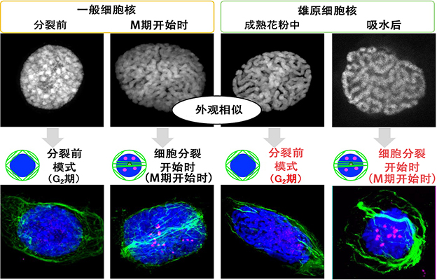 山形大学阐明花粉的“待机”与“重启”机制：细胞核与基因发生变化，吸水后活动快速重启