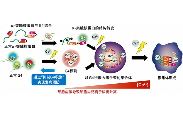 【JST事业成果】明确引发帕金森病的α-突触核蛋白的聚集机制