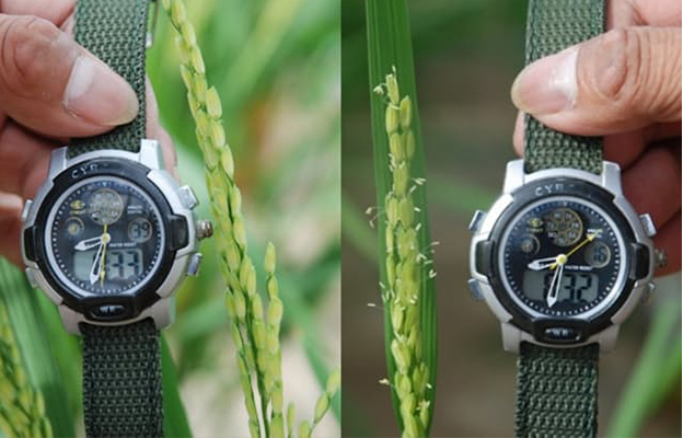 日本农研机构鉴定出可让水稻早开花的基因，助力耐热品种开发