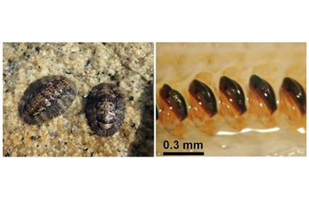 【JST事业成果】明确了生物体内氧化铁形成的机制