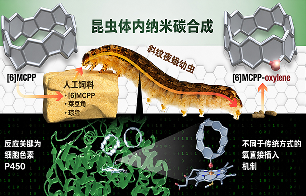 【JST事业成果】昆虫“吃”出来的纳米碳：纳米碳合成的新方法