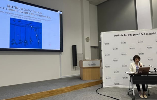 京都大学等发现大脑形成过程中神经细胞的DNA会发生损伤，若残留或将引发脑功能衰退