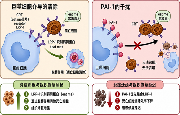 东海大与东北大阐明炎症迁延的生理机制， PAI-1抑制有望应用于炎症性疾病及组织再生治疗