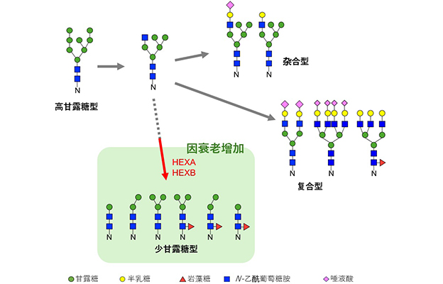 东京都健康长寿医疗中心跨器官揭示衰老过程中的糖链变化