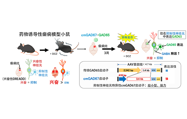 群马大学开发针对难治性癫痫的新型基因疗法，利用超小型GAD67启动子抑制发作
