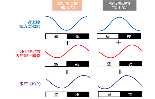 九州大学揭示夜间眼压升高机制：两种激素波动叠加所致