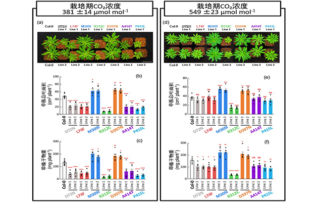 东京大学通过叶绿体基因组编辑技术强化碳固定酶，成功提高光合作用能力与生产力