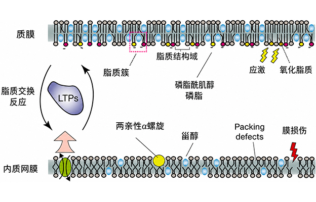 大阪大学开发出膜脂质可视化工具，使脂质探针的高效开发成为可能