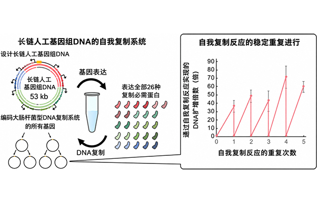 立教大学在试管内构建长链人工基因组DNA自我复制系统，有望实现携带大量基因的人工细胞
