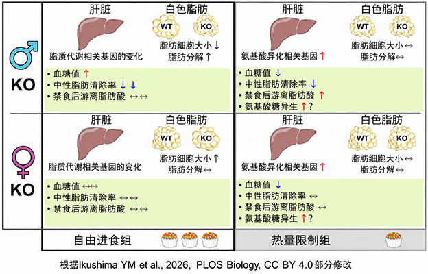 日本东北大学阐明降血糖激素脂联素在热量限制状态下的作用，其效应受饮食条件和性别影响