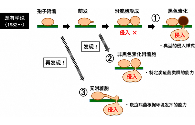 信州大学发现严重危害农作物的炭疽病菌可通过多种途径侵入植物并完成侵染