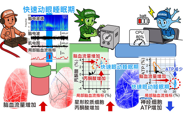 日本东北大学发现“做梦大脑的能量悖论”——脑内代谢能量供给增加，神经元ATP减少