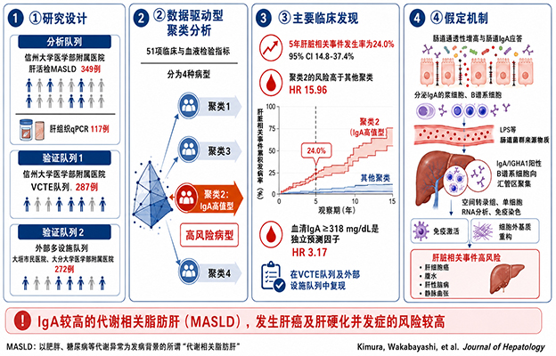 信州大学等：需警惕血清中IgA高值，为代谢相关脂肪肝的风险因子