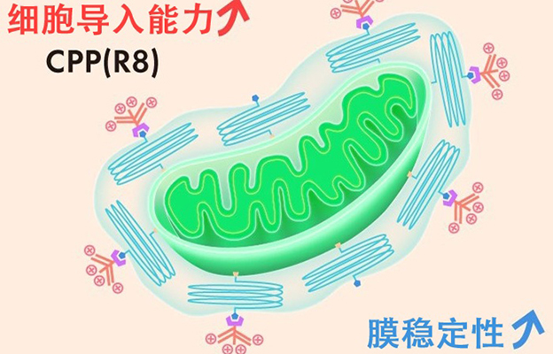 北海道大学开发人工设计线粒体“e-MITO”，成功提高细胞导入效率并实现功能调控