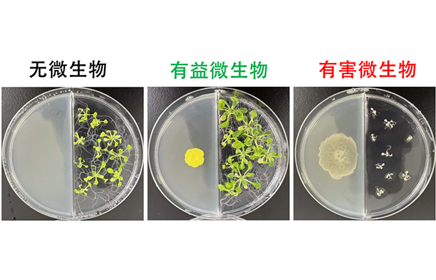 广岛大学揭示微生物释放的“气味”可促进植物生长，有望进入农业应用