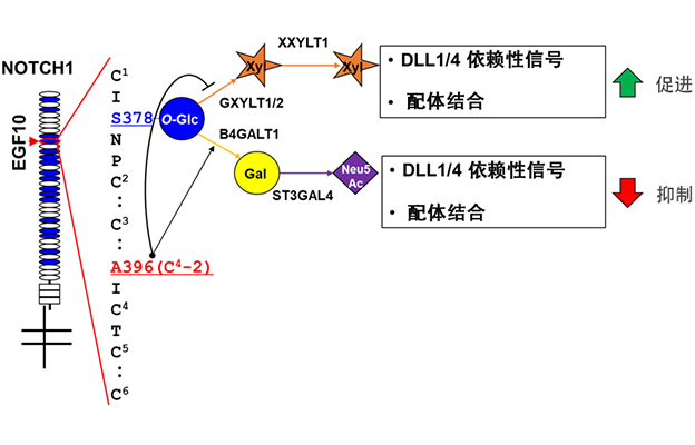 静冈县立大学等发现新型糖链修饰：一处氨基酸差异可大幅改变糖链结构并抑制Notch1信号